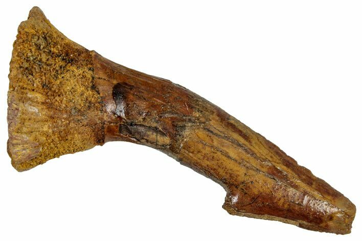 Bargain, Fossil Sawfish (Onchopristis) Rostral Barb - Morocco #351672